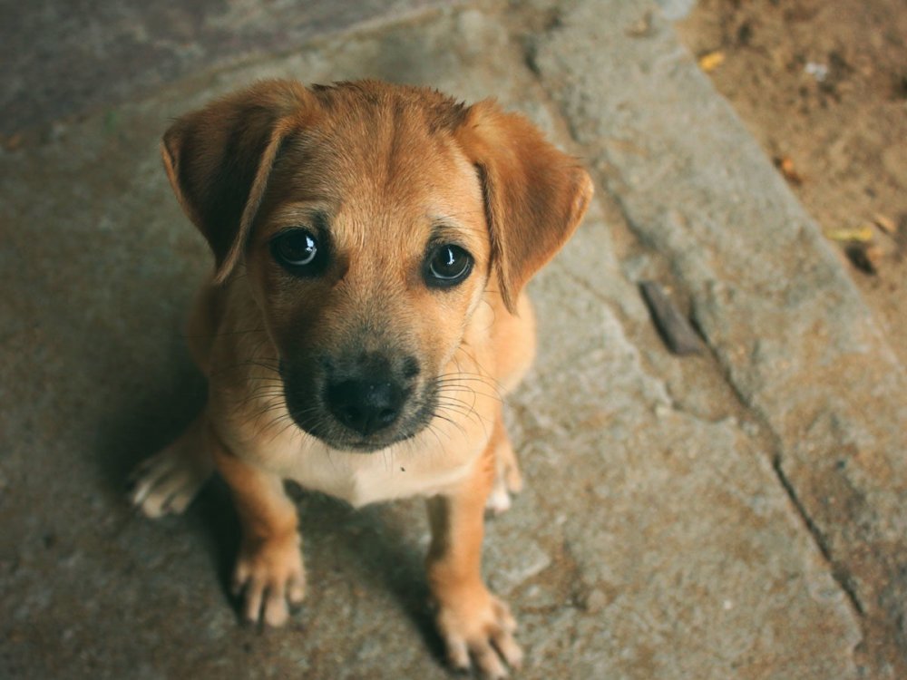 Campanie de sterilizare gratuită a câinilor și pisicilor de rasă comună din municipiul Constanța - sterilizare-1680073645.jpg
