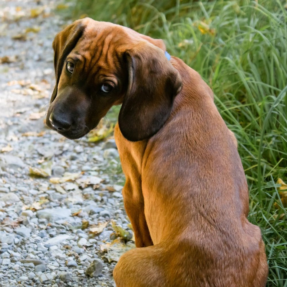 O nouă campanie de sterilizare gratuită a câinilor din municipiul Constanţa - sterilizare2-1641558733.jpg
