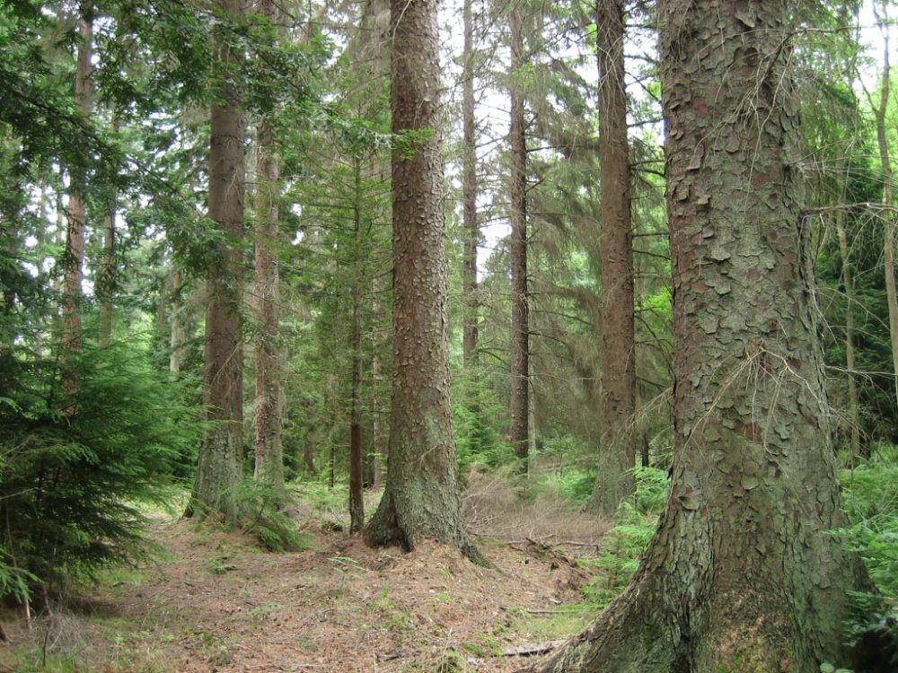 Suprafața pădurilor din România este în creștere - suprafatapadurilordinromaniacres-1559328637.jpg