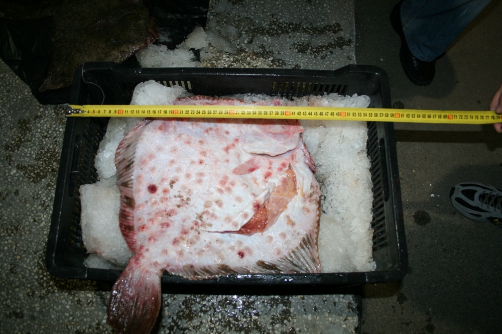 Sute de kilograme de calcan, descoperite la bordul unui pescador turcesc - sutedekilo-1401091715.jpg