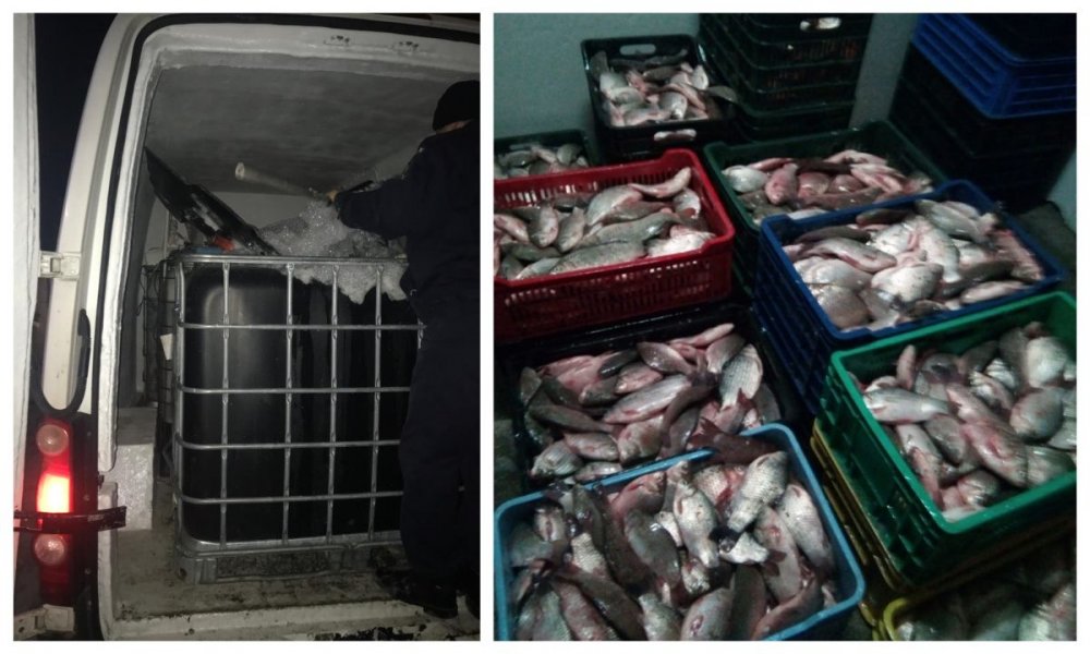 Sute de kilograme de pește fără documente legale, confiscate de polițiștii de frontieră - sutedekilograme-1550649120.jpg