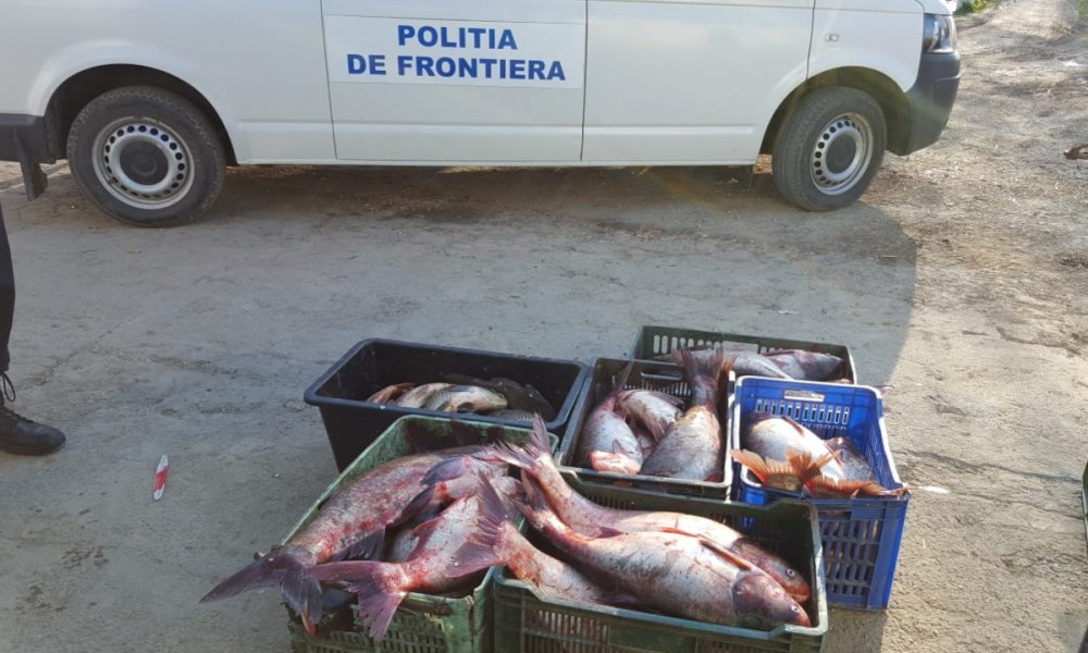 Sute de kilograme de pește, confiscate de polițiștii de frontieră - sutedekilogramedepeste-1583791176.jpg