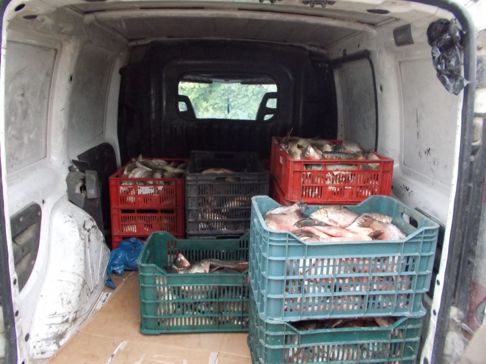 Sute de kilograme de pește, confiscate în zona Midia - sutedekilogramedepesteconfiscat-1412496769.jpg