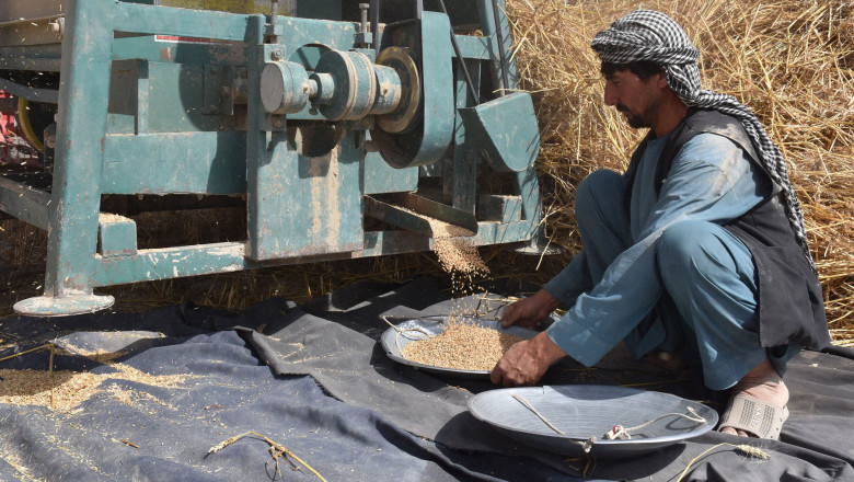 Talibanii extind la nivel național plata muncitorilor din sectorul public cu 10 kilograme de grâu pe zi - talibani-1642002336.jpg