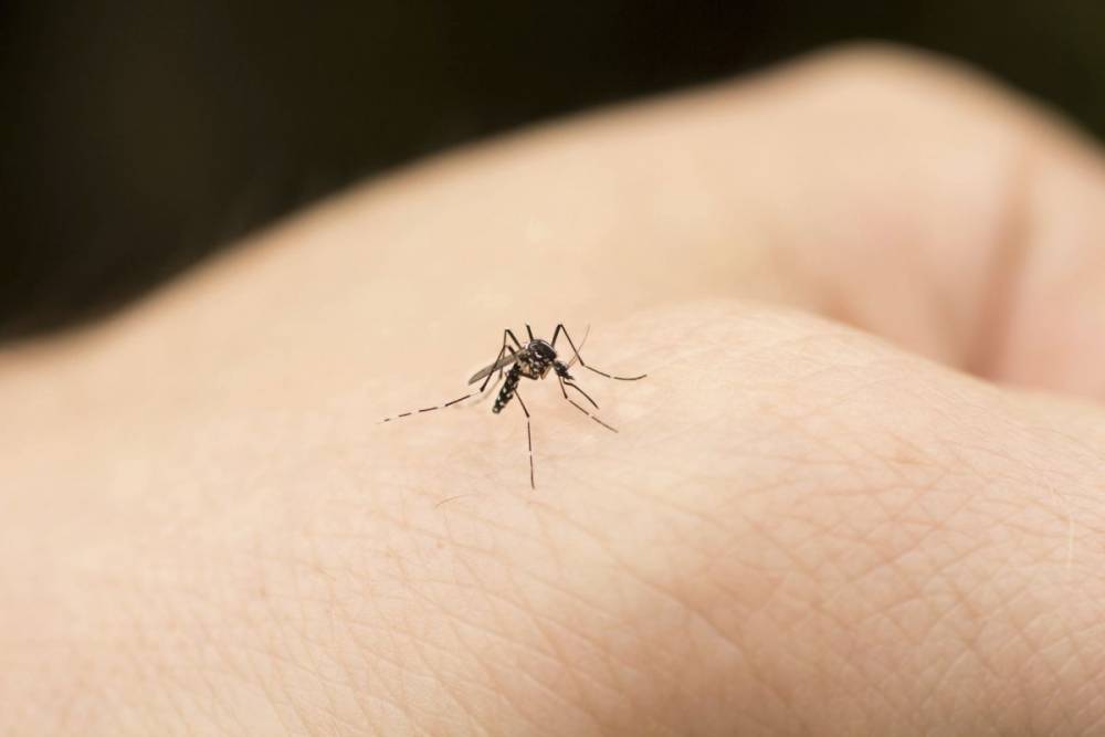Țânțarii pot transmite virusul Zika - tantar-1502452088.jpg