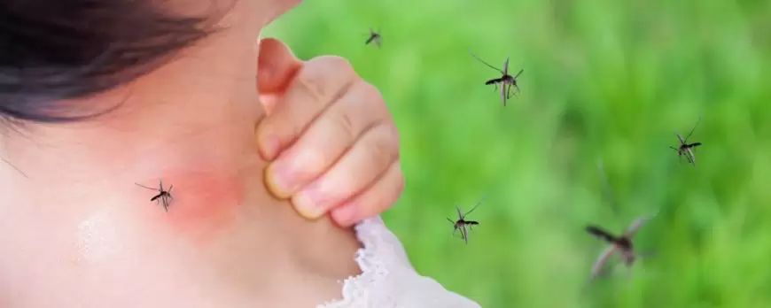 Bolile transmise de țânțari, în creștere în Europa - tantari-1687443688.jpg