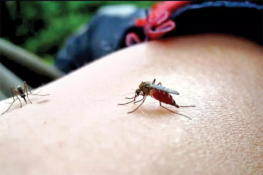Virusul transmis prin înțepăturile de țânțar a mai făcut o victimă. O femeie a murit infectată cu virusul West Nile - tantari-1692639162.jpg
