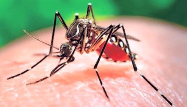 Situație alarmantă! S-a dublat numărul de avorturi din cauza virusului Zika - tantarzica-1466755016.jpg
