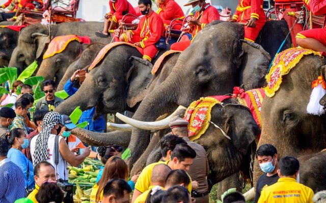 REUTERS: Ziua Elefantului, celebrată în speranţa revenirii turiştilor în Thailanda - thailandaelefanti640x400-1615642080.jpg