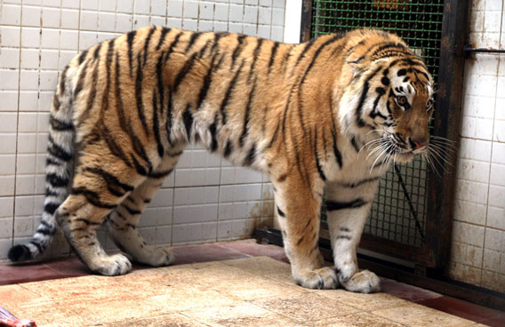 Un tigru scăpat de la Zoo a ucis un om în Tbilisi - tigru-1434546181.jpg