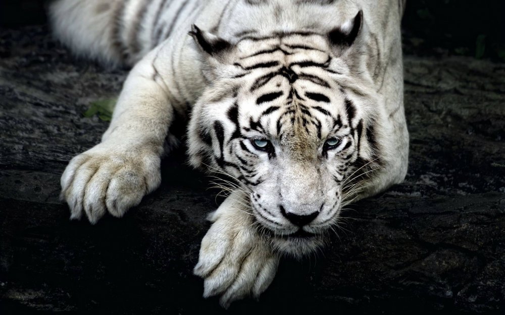 Îngrijitor de la o grădină zoologică, sfâșiat de un exemplar rar de tigru alb - tigrualb32caa19c9403bb3c-1539069863.jpg
