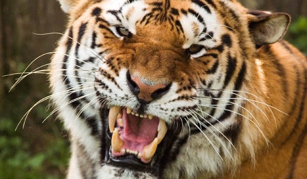 Un dresor a fost sfâșiat de un tigru în timpul unei reprezentații cu public - tigrulbengalez-1359986390.jpg