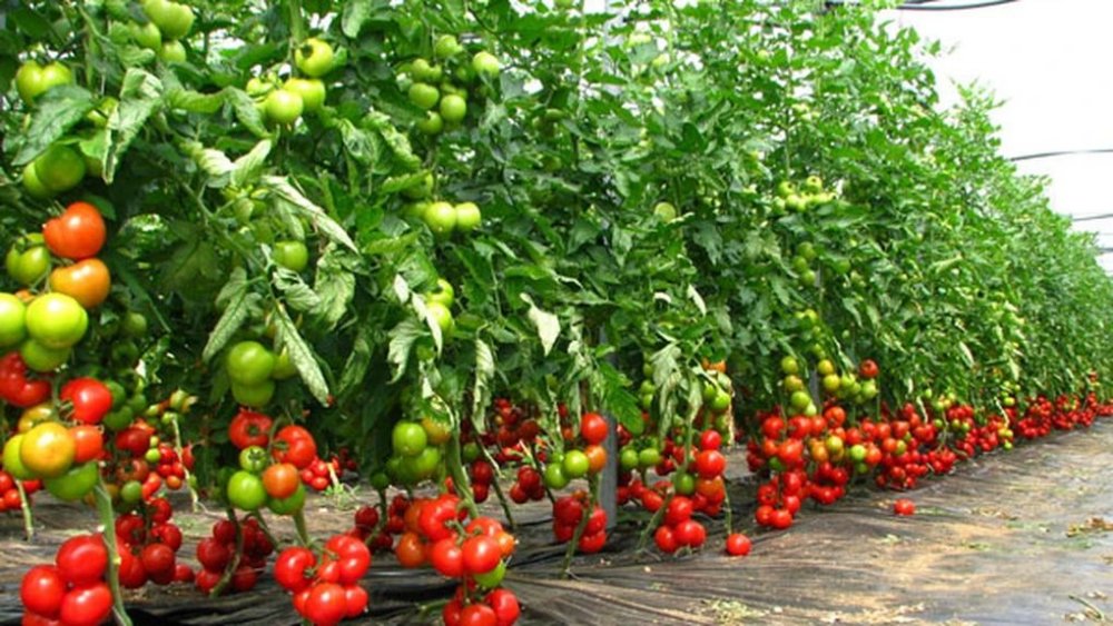 Guvernul a prelungit cu 15 zile perioada de valorificare a tomatelor - tomata-1688132660.jpg