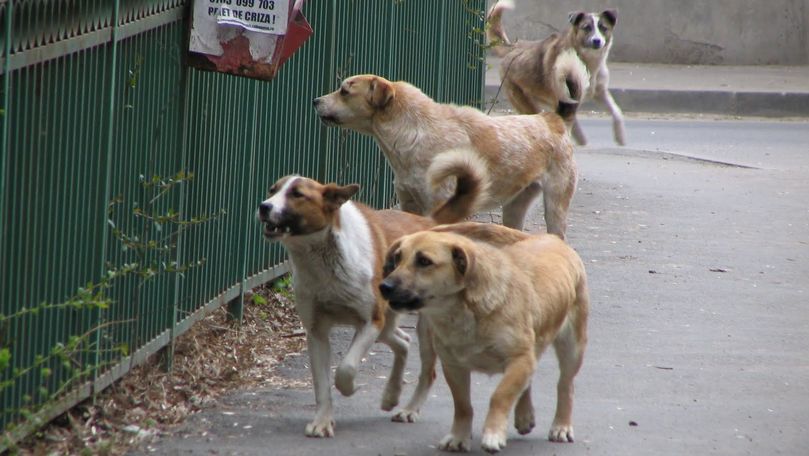 Primăria Topraisar se ocupă gratuit de sterilizarea câinilor fără stăpân din comună - topraisarcaini-1667485269.jpg