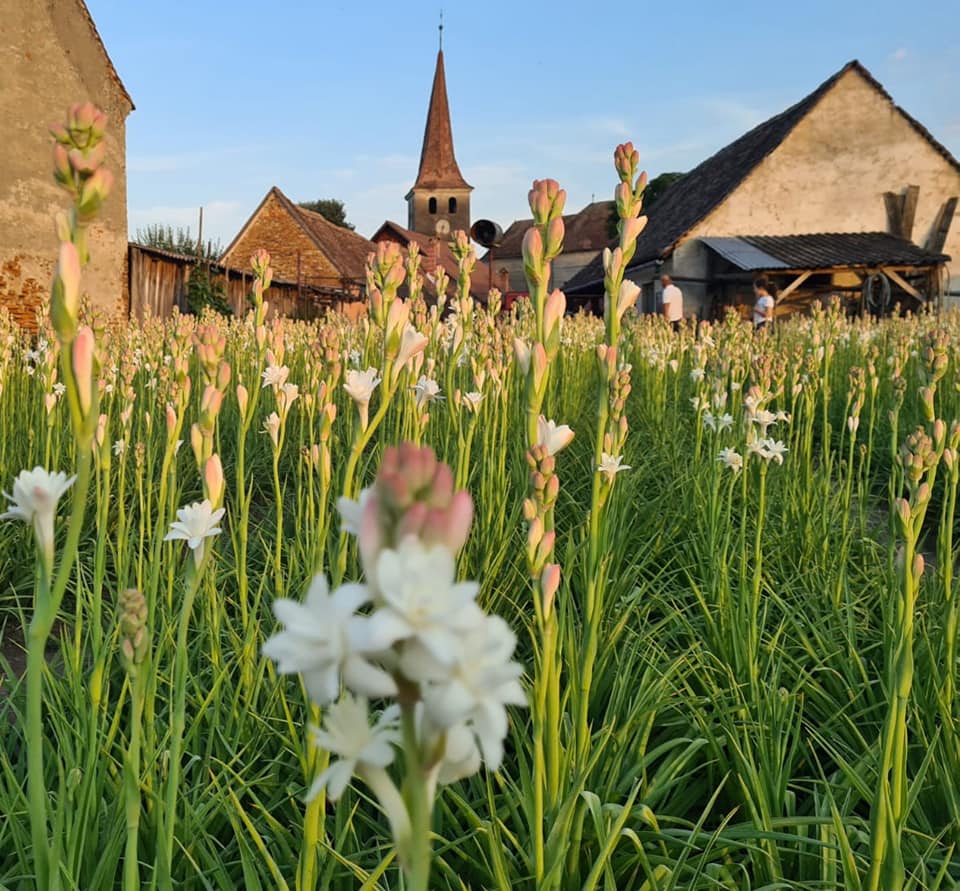România va avea prima floare protejată la nivel European - tuberoze2ar1l-1627214664.jpg