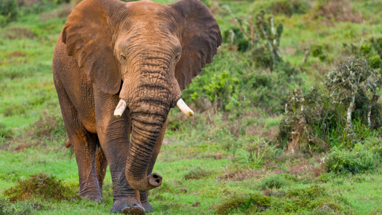 Un turist a fost ucis de un elefant în timpul unui safari într-un parc din Uganda - turistelefant-1643307680.jpg