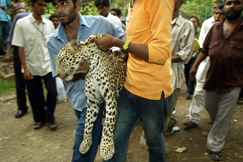 Tragedie! O fată  de 12 ani, ucisă  de leopard chiar  în fața mamei sale - ucisadeleopard-1499344359.jpg