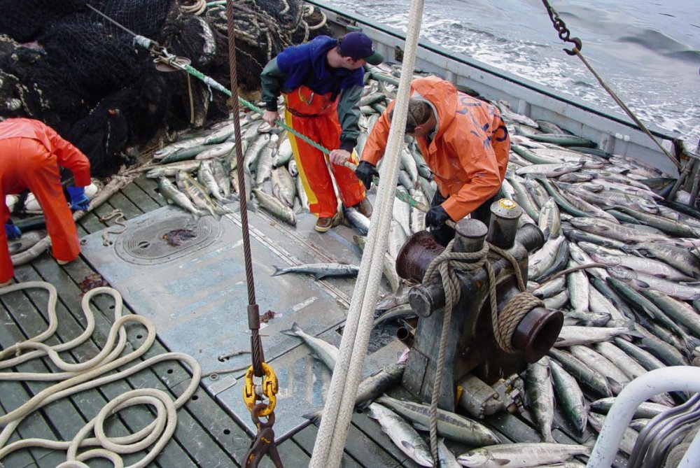 UE va acorda subvenții de 1 milion de euro în sectorul pescuitului - uevaacordasubventiide1miliondeeu-1674659767.jpg
