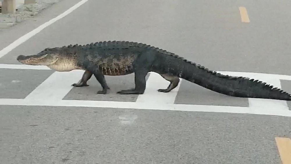 Aligator filmat în timp ce traversa o stradă în Florida - unaligator-1628082666.jpg