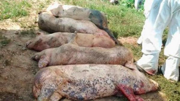 Un fermier acuză autoritățile de inacțiune în combaterea pestei porcine africane - unfermieracuza-1533728265.jpg