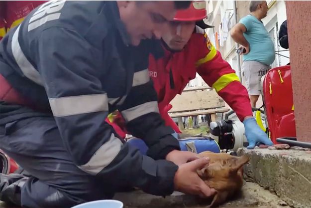 IMAGINI VIDEO EMOȚIONANTE / Pompier român, erou în presa franceză: A resuscitat un câine, prin respirație gură la gură - unpompiersauveunchienenluifaisan-1481535052.jpg