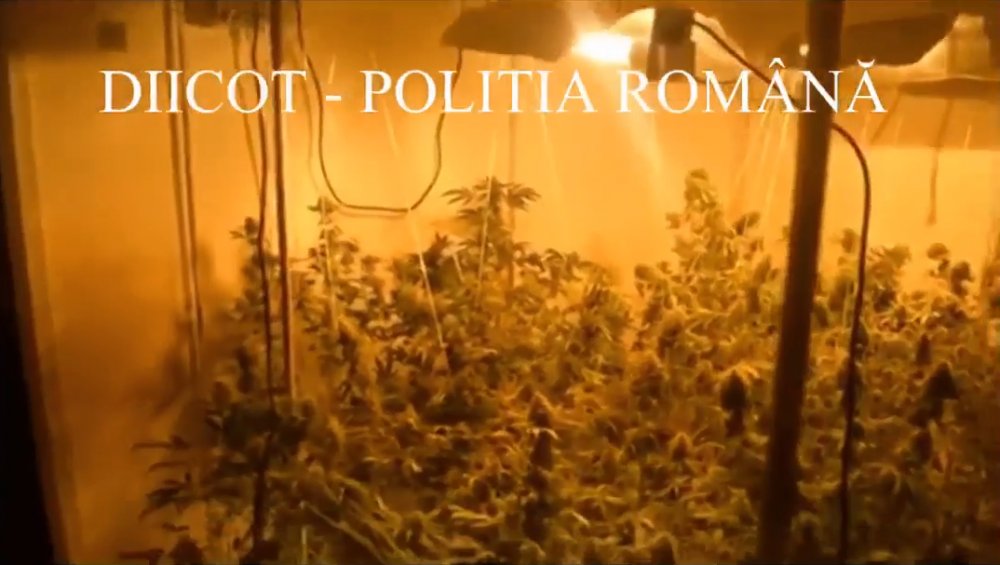 VIDEO. Creștea cannabis în apartament, la Constanța - untitled-1547636244.jpg