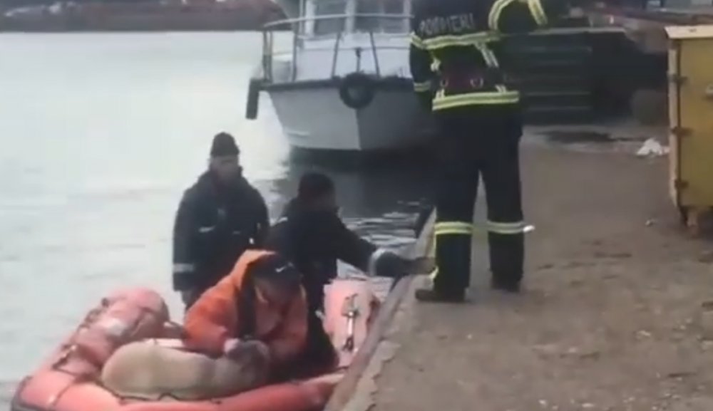 VIDEO. Catastrofă navală în Portul Midia. Anunț de ultim moment despre animalele de la bord - untitled-1574600165.jpg