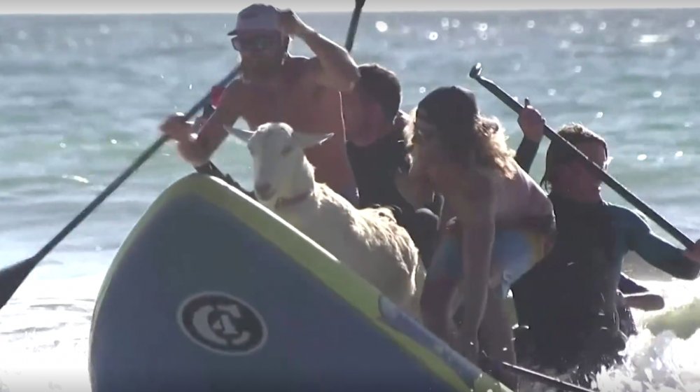 Reuters / VIDEO: Surfing cu capre, pe o plajă din California - untitled-1616512044.jpg