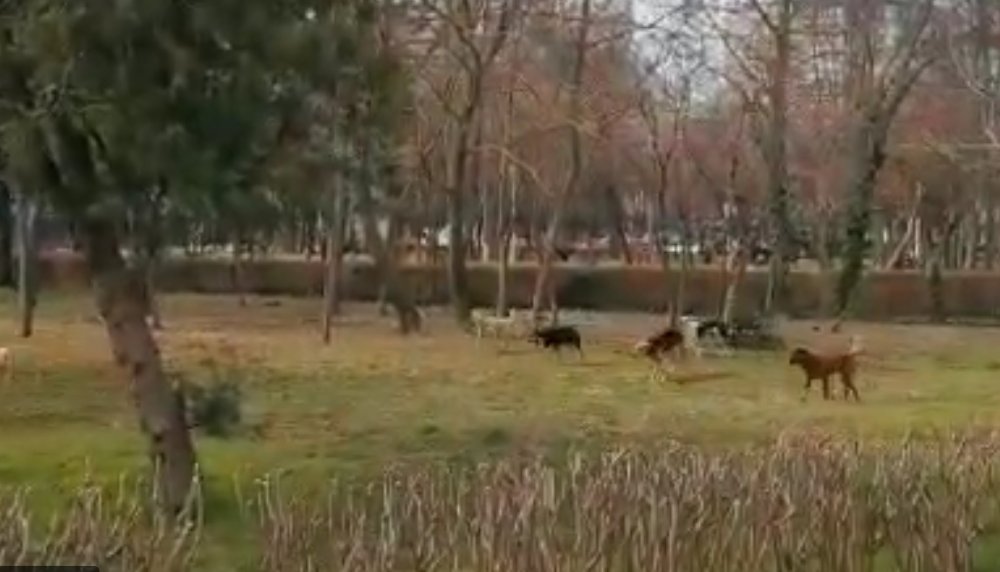 VIDEO. REVOLTĂ PRINTRE CONSTĂNȚENI! Haite de câini vagabonzi, libere prin parcurile din Constanța! - untitled-1648554720.jpg