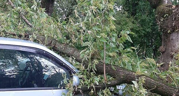 Copac căzut peste maşini, la Constanţa! Autovehiculele au fost avariate! - untitled-1686637183.png