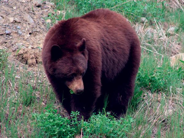 Un bărbat din județul Maramureș a fost atacat de un urs - urs-1365520336.jpg