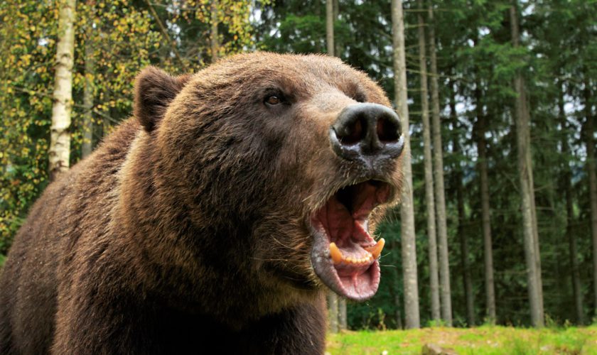 Un cioban atacat de urs a fost găsit mort. Animalul i-a mâncat o mână - urs-1573303317.jpg