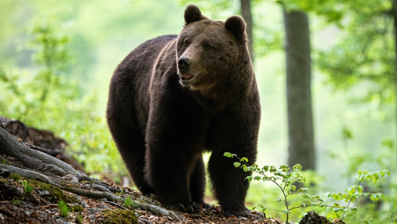 Guvernul a adoptat OUG care permite împușcarea urșilor. Tanczos Barna: 