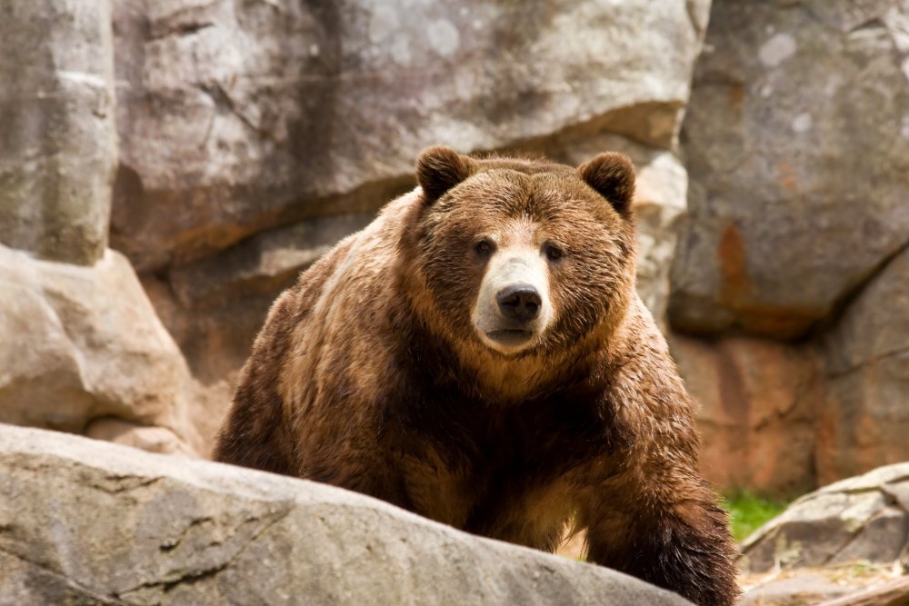Guvernul dă liber la împușcat urșii! Cine va lua decizia privind eliminarea animalelor - urs-1639580345.jpg