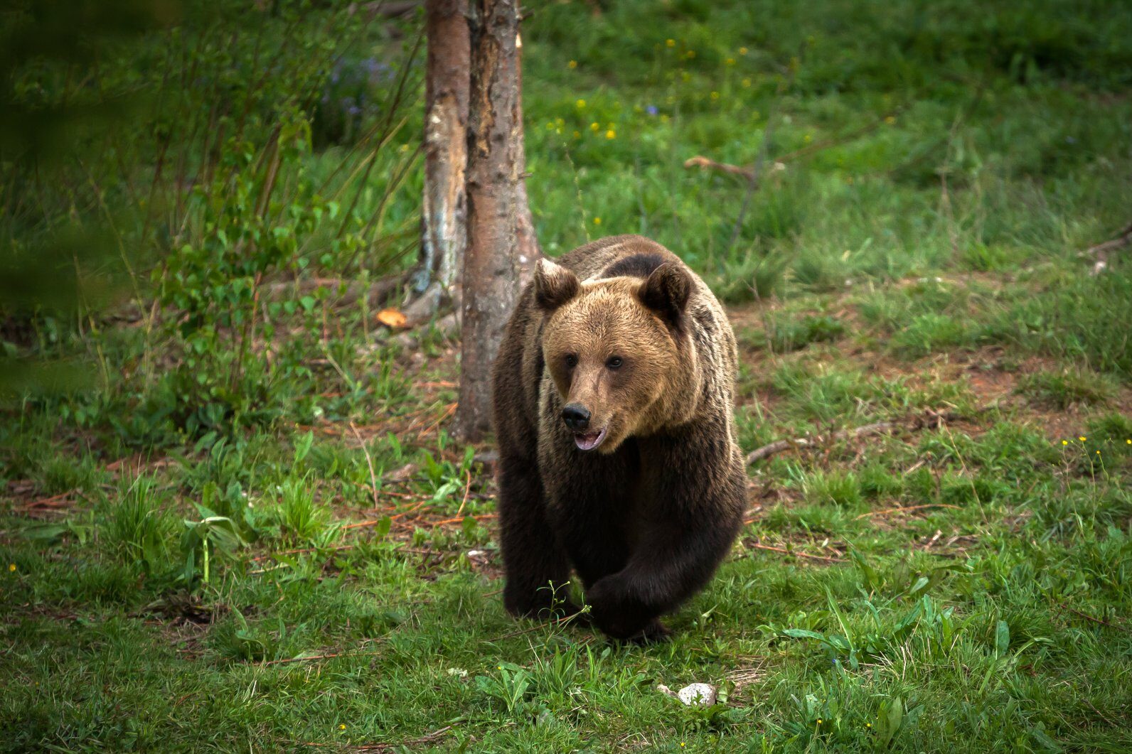 Urs văzut în apropiere de București! A fost trimis mesaj RO-Alert - urs-1713009984.jpg