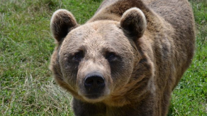 Ministerul Mediului a aprobat împușcarea a 140 de urși și anunță amenzi pentru cei care îi hrănesc - ursbland678x381-1563880345.jpg