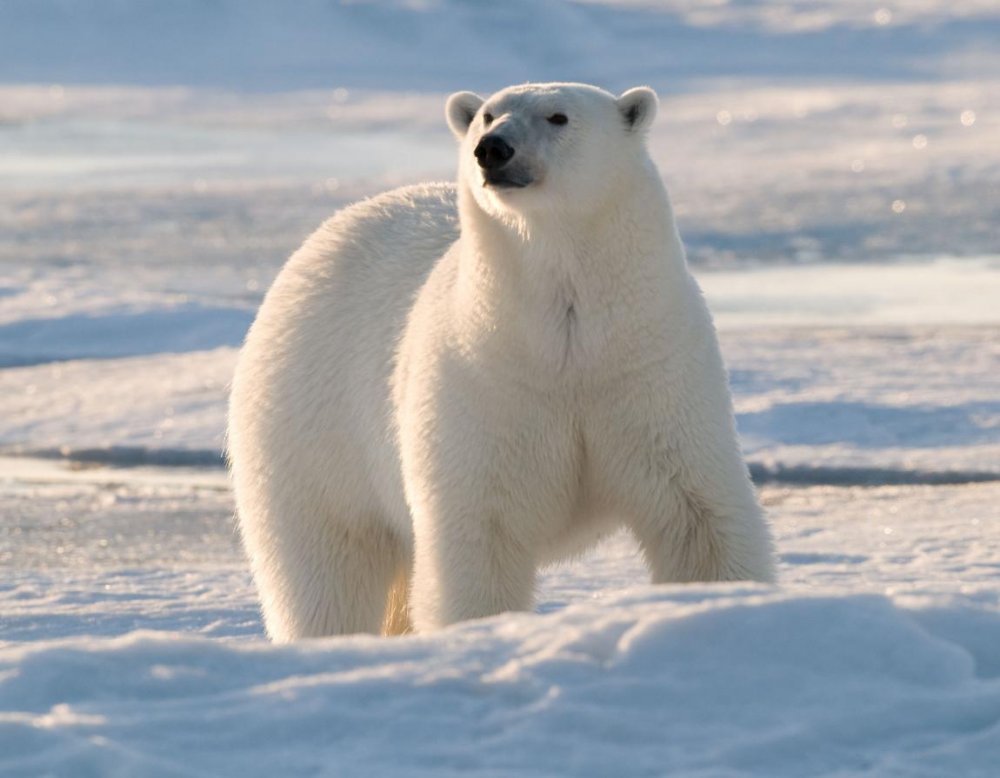 Urşii polari ar putea ieşi mai rar, în satele arctice din Rusia, în căutare de hrană - urspolar-1640532135.jpg