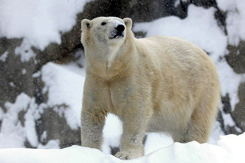 Ursul polar de la grădina zoologică din Chicago, afectat și el de gerul din SUA - ursul-1389189058.jpg