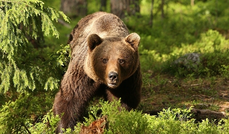 Ursul, inclus pe lista animalelor pentru care vânarea este permisă - ursulbrunursusarctos5240-1569481038.jpg