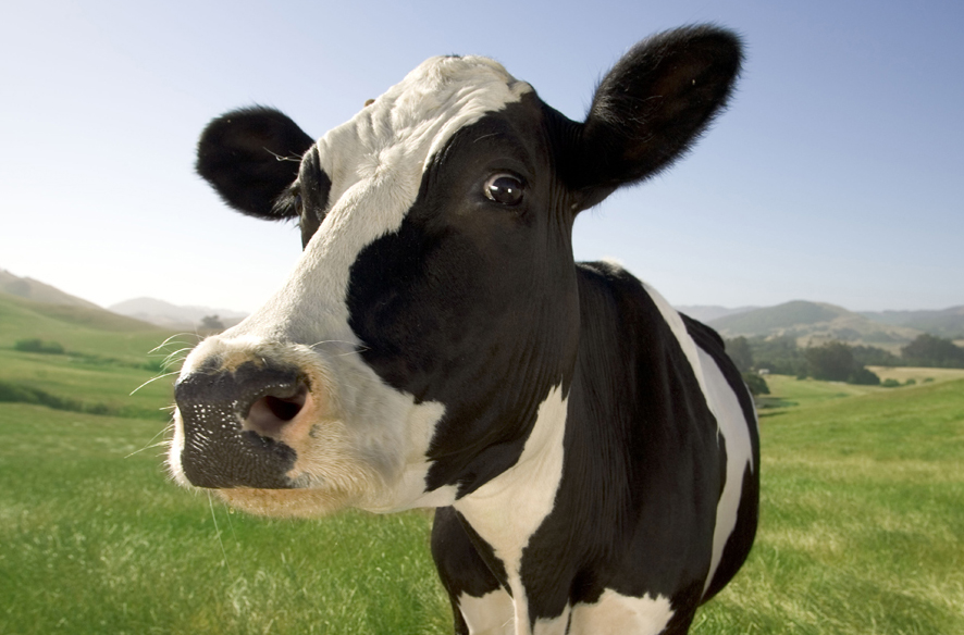Imagini șocante / Nouă vaci otrăvite din răzbunare la Constanța - vaca-1347867278.jpg