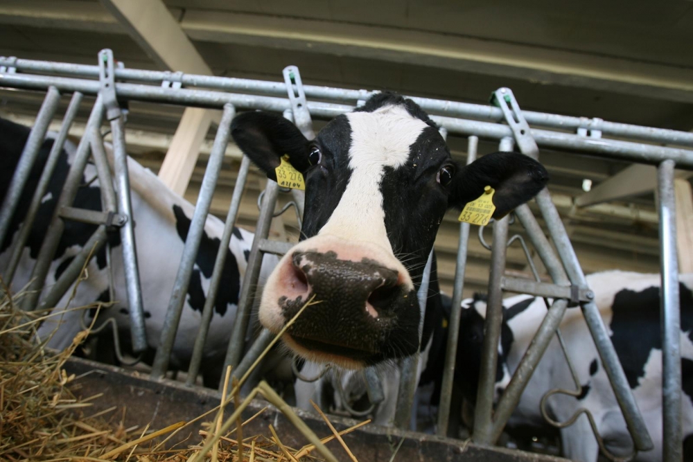 Sprijin special  pentru fermele de vaci de lapte - vaca-1377665815.jpg