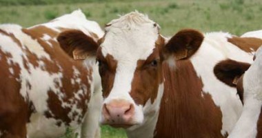 Alte 72 de vaci bolnave din județ au fost abatorizate - vaca1320655514-1352753911.jpg
