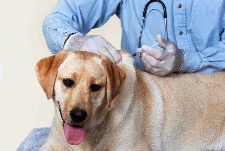 Veste mare pentru proprietarii de câini și pisici: antirabicul va fi gratuit - vaccincaine-1516893585.jpg