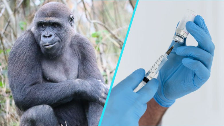 Vaccinul pentru combaterea variolei maimuței ajunge și în România - vaccinvariolamaimutei-1653373625.jpg