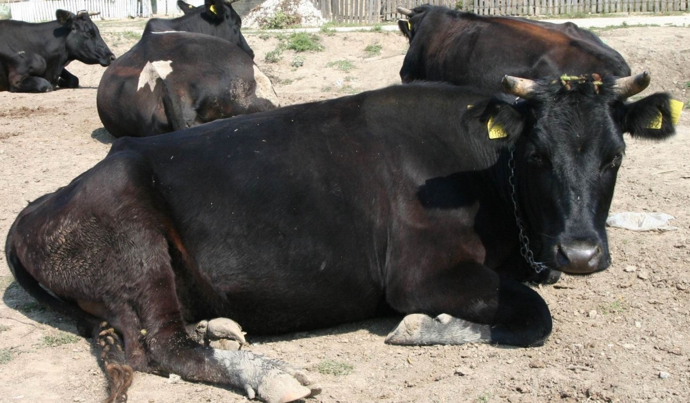 INS / Peste două milioane de bovine aveau românii, la 1 iunie - vaci-1379661256.jpg