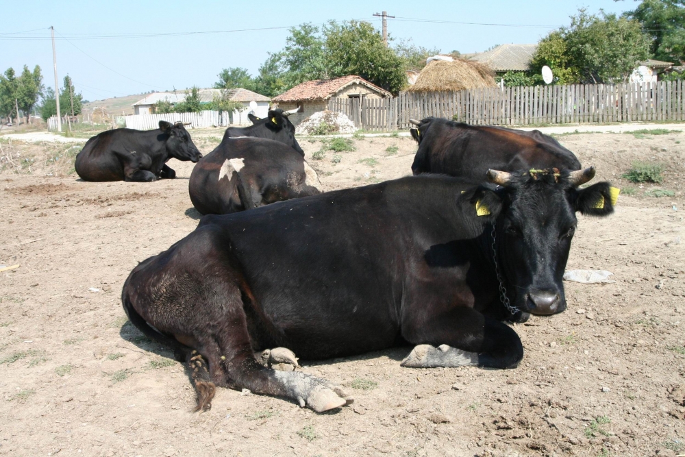 De astăzi, crescătorii constănțeni de bovine pot depune cereri de plată - vacifaurei3-1379413630.jpg