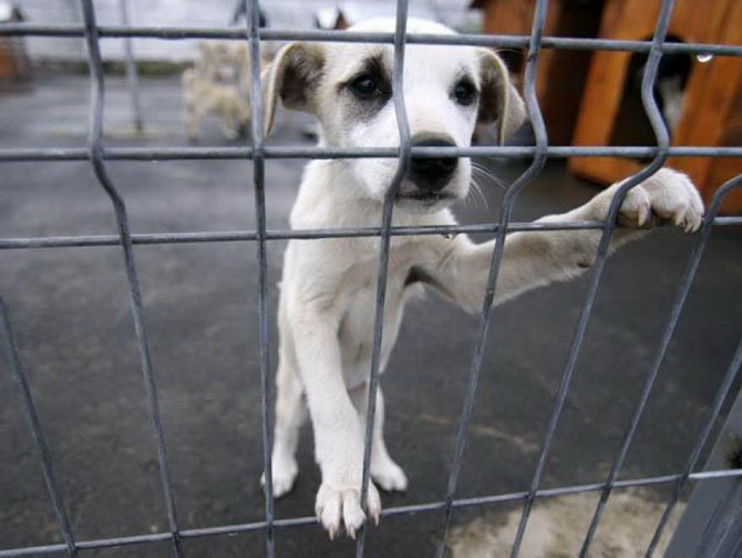 Marea Britanie interzice vânzarea puilor de câini și pisici în magazine - vagabond1-1534948686.jpg