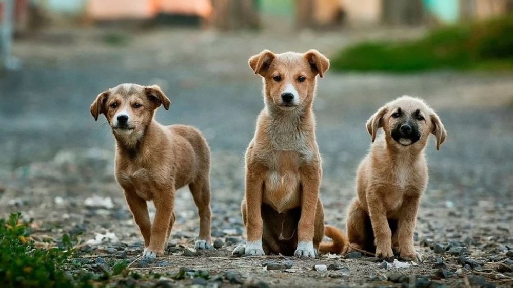 Primăria Valu lui Traian nu se implică în adunarea câinilor de pe străzi - valucaini-1634844133.jpg