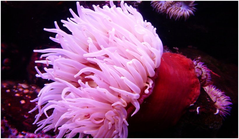 Veninul anemonei de mare ar putea ajuta la dezvoltarea de tratamente salvatoare - venin-1644763382.jpg
