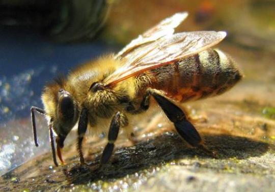 Veninul de albine, leac pentru reumatism? - venindealbineinlocdepastile1size-1345501089.jpg